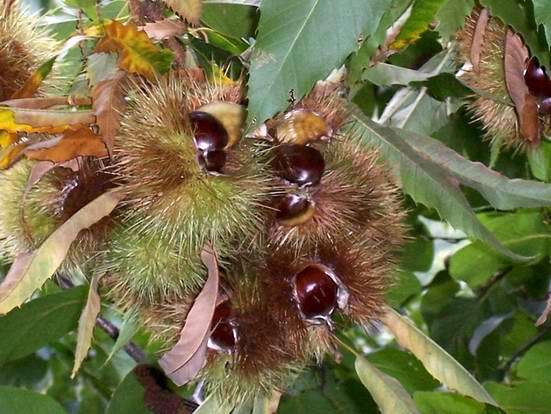  Image name: 18-castagne.jpg 
 width: 551 pixel 
 height: 414 pixel 
 Size: 59579 bytes 
 Click to enlarge 